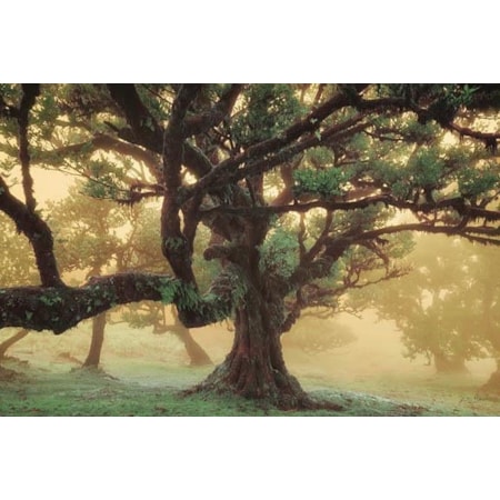 Giclee Canvas (Sold Separately)