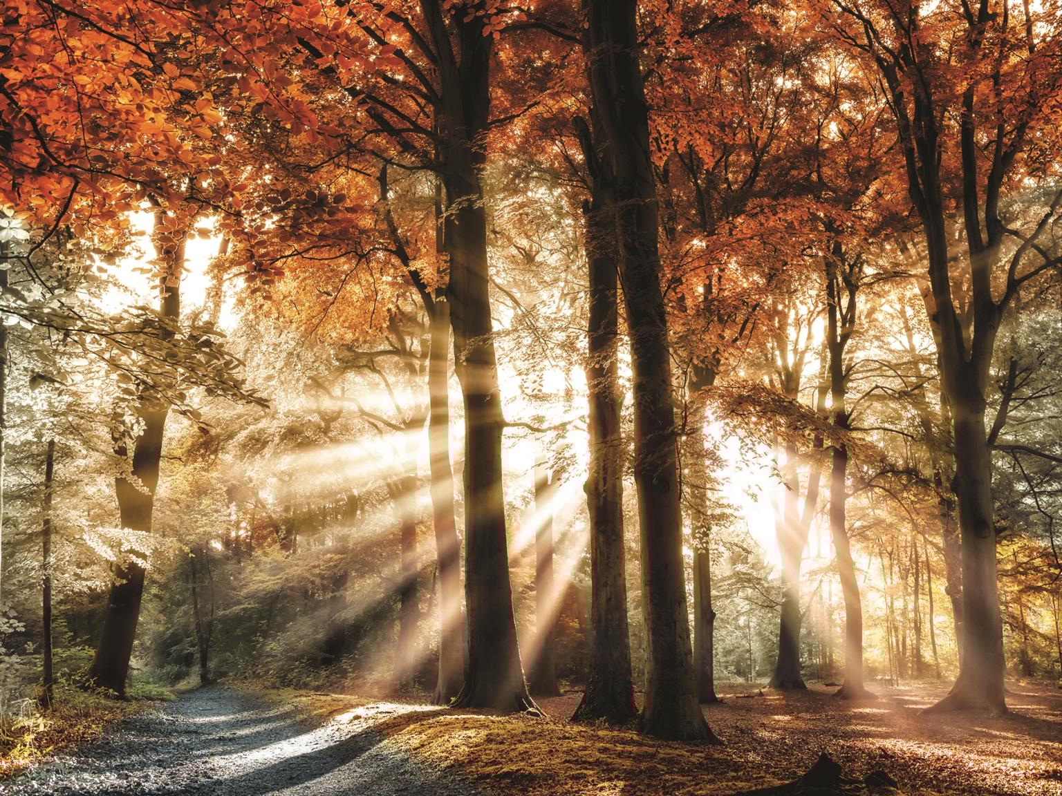 Giclee Canvas (Sold Separately)