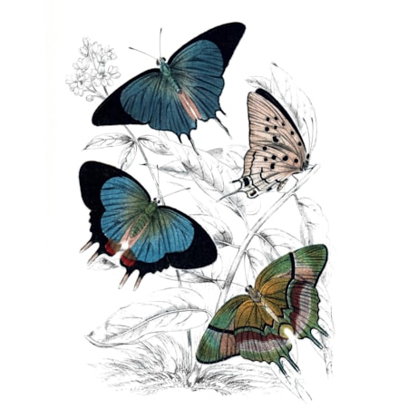 Giclee Canvas (Sold Separately)