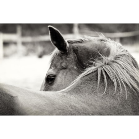 Giclee Canvas (Sold Separately)