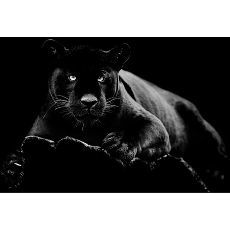 40X60 PANTHER IN BLACK GLASS ART |
