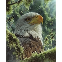 BALD EAGLE CANVAS |