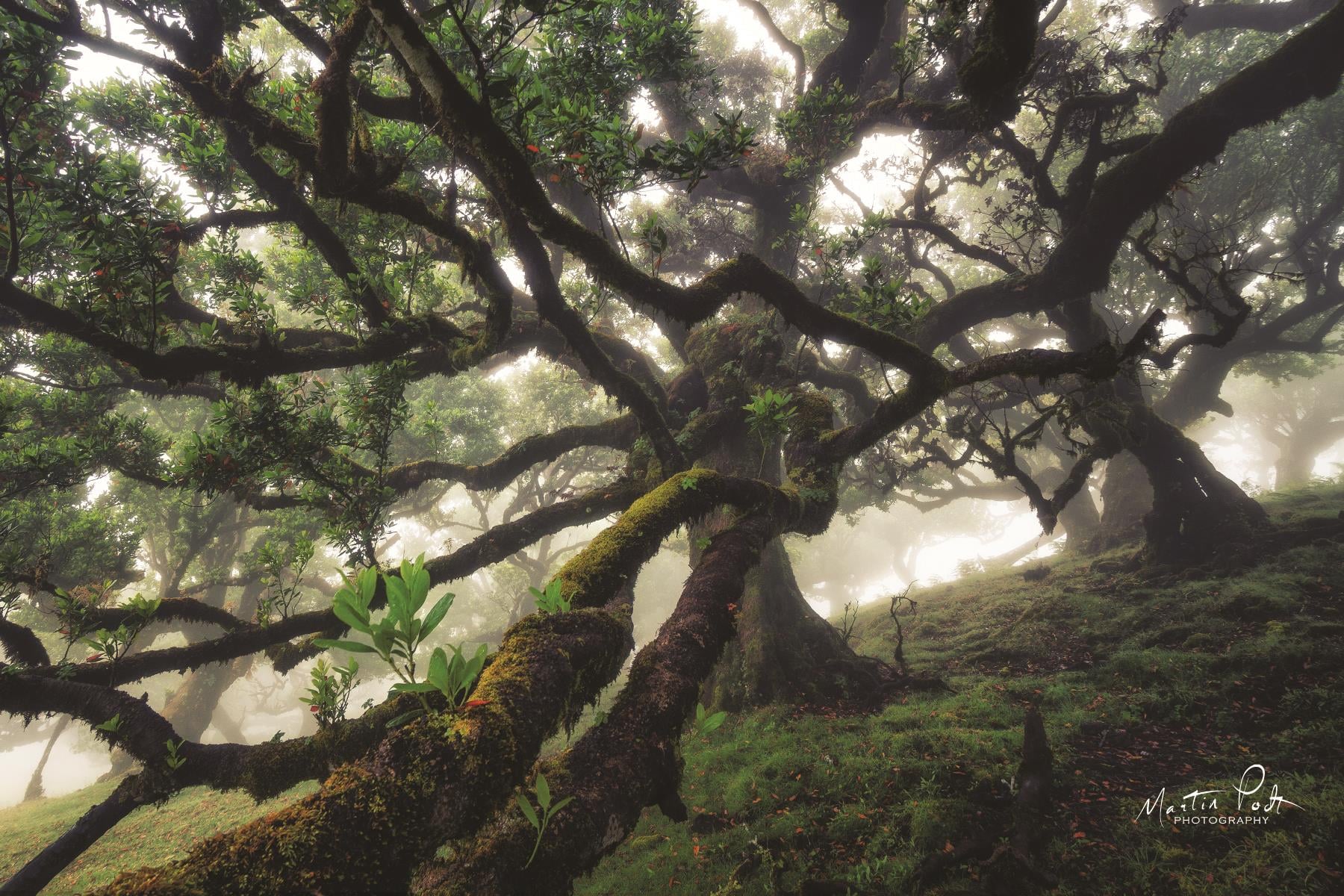 Giclee Canvas (Sold Separately)