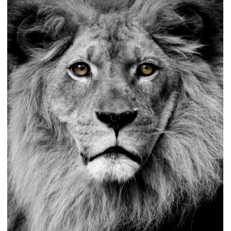 Giclee Canvas (Sold Separately)