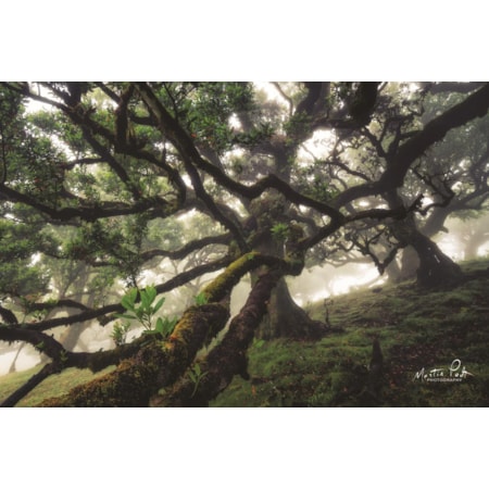 Giclee Canvas (Sold Separately)