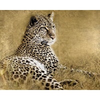 RESTING LEOPARD CANVAS |