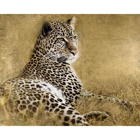 RESTING LEOPARD CANVAS |