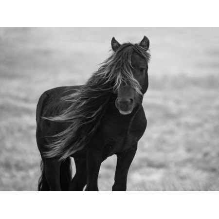 Giclee Canvas (Sold Separately)