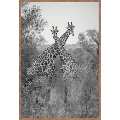 Giraffes Photography 30X40  By Michael D-Avello