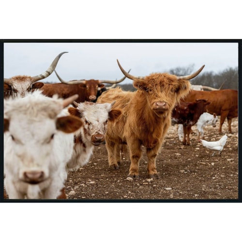 Highland Cows Photography 48X72  By Michael D-Avello