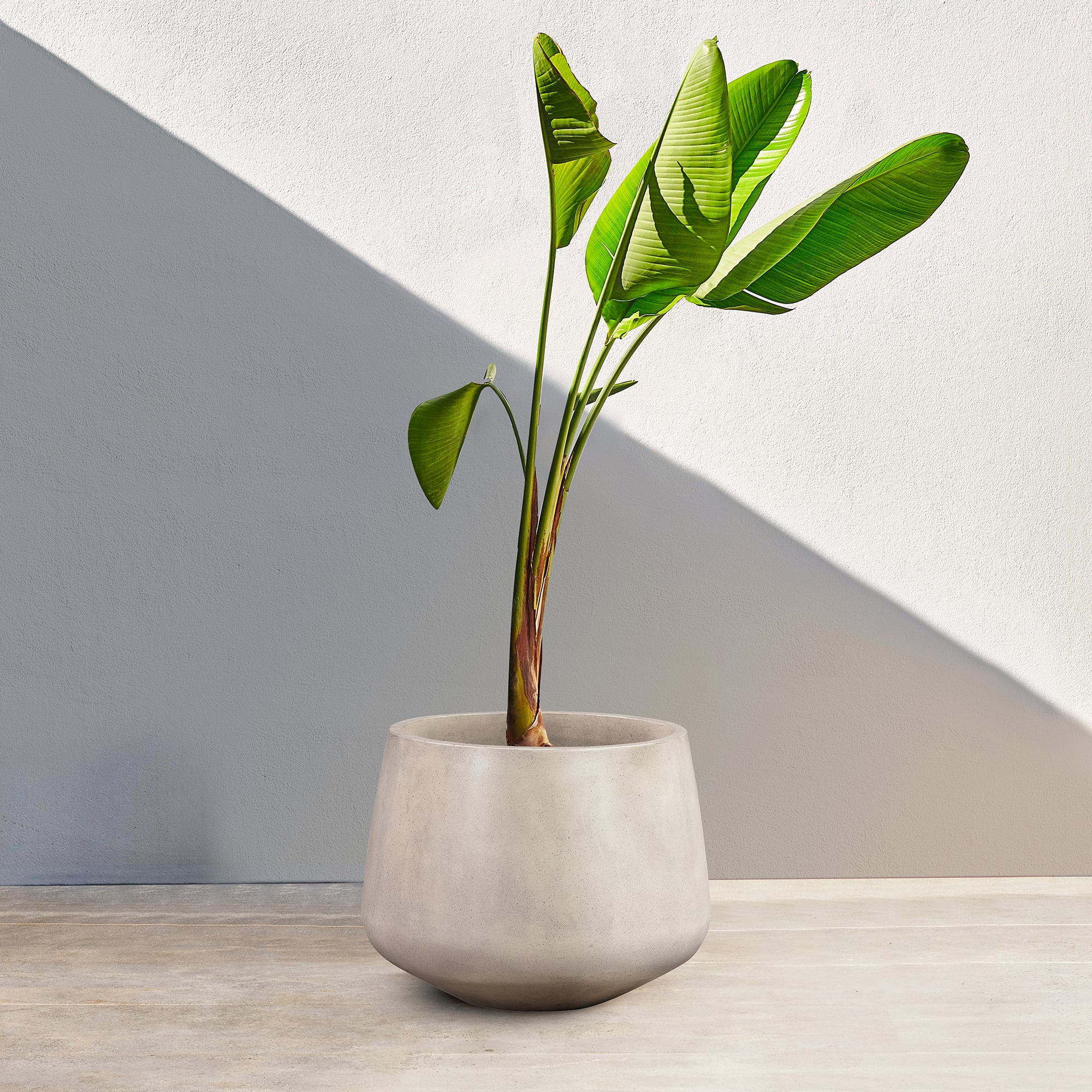 Armen Living Amethyst Planter