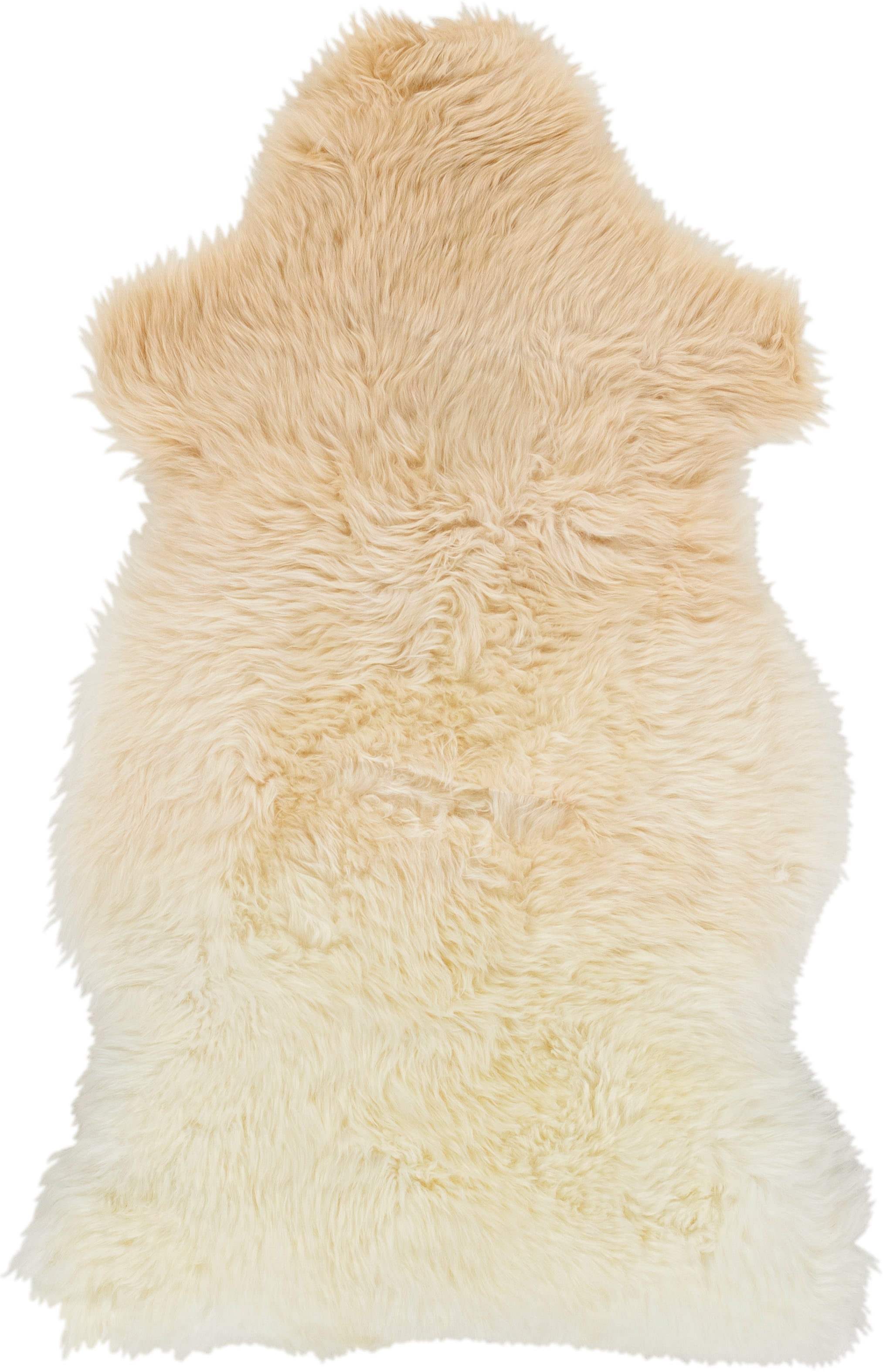 Collection Thumbnail