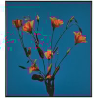 Teng Fei's Sunset Blooms