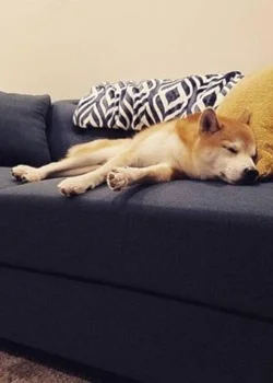 dog sleeping on grey sofa