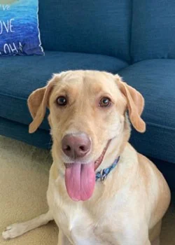 yellow lab in front of blue sofa