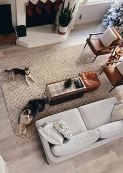 neutral living room with two dogs