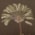 Brown Palm