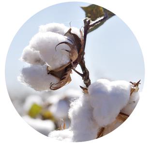 Certified Organic Cotton