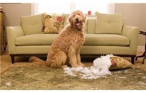 Dunk Bright Guardsman Gold Plan Gold 2751 3500 Gold Plan Warranty For Furniture Purchases 2 751 3 500 Dunk Bright Furniture Equipment