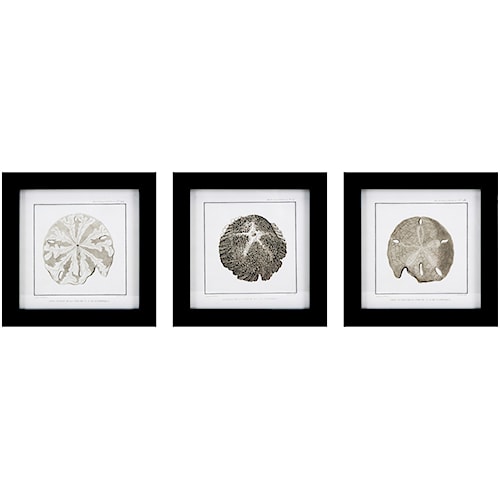 Imax worldwide home wall art cayman shell wall decor ast 3 Imax worldwide home wall art cayman shell wall decor ast 3