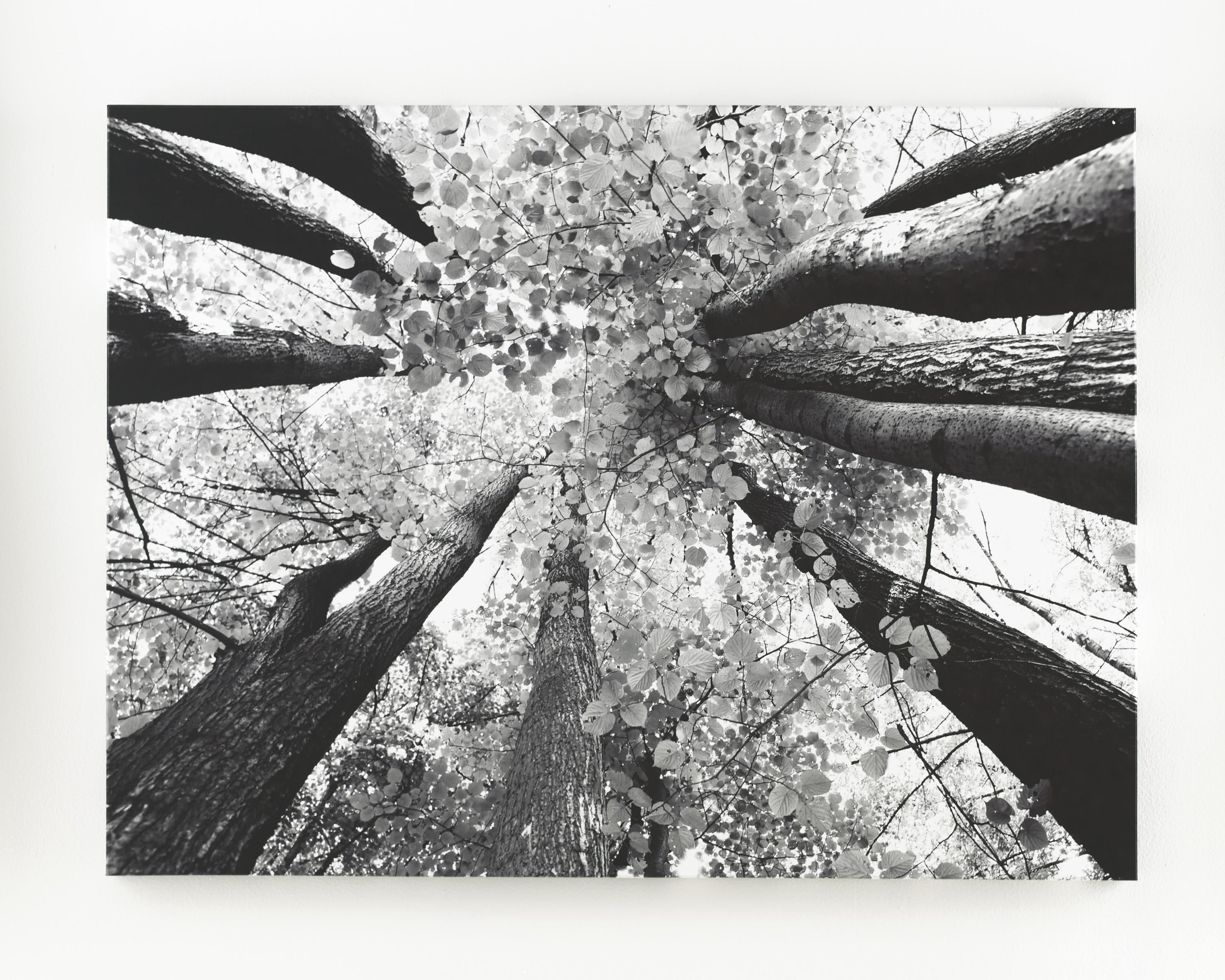 Ananya (Black/White) - Wall Art