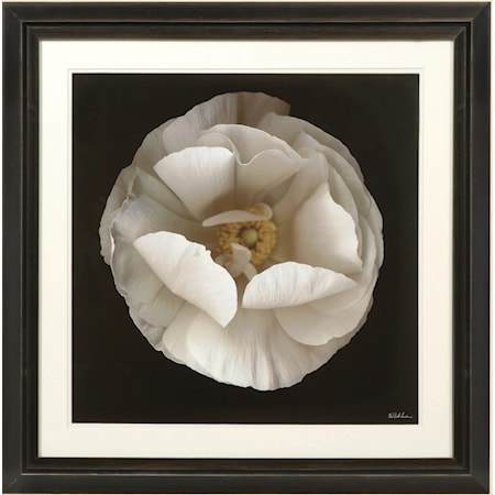 Folded Ranunculus