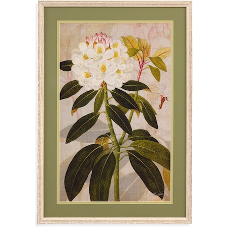 Rhododendron I