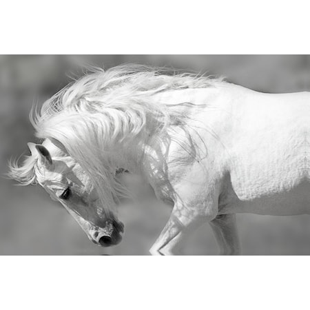 White Stallion - Canvas
