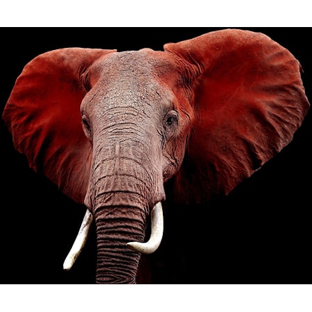 Red Elephant - Floating Tempered Glass
