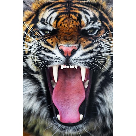 Roaring Tiger - Floating Tempered Glass
