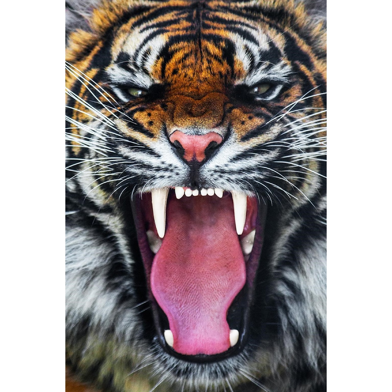 Classy Art WALLART Roaring Tiger - Floating Tempered Glass