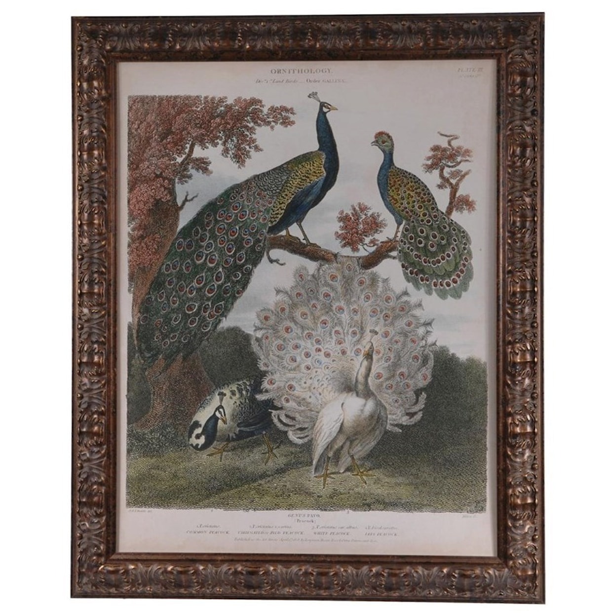 Crestview Collection Prints and Paintings Peacock Gathering