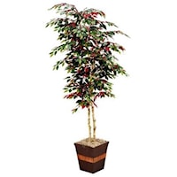 7' Red Ficus