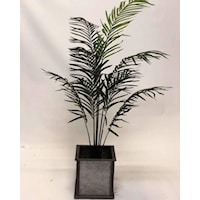 6' Areca Palm In Metal/Wood Planter