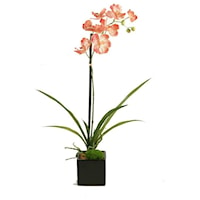 Cream/Red Vanda Orchid in Black Ceramic Cube