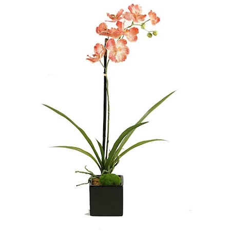 Cream/Red Vanda Orchid
