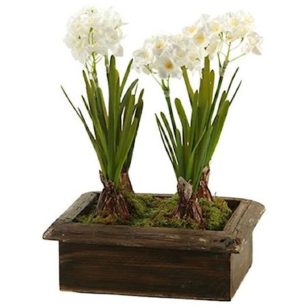 Paperwhites in Rectangle Planter