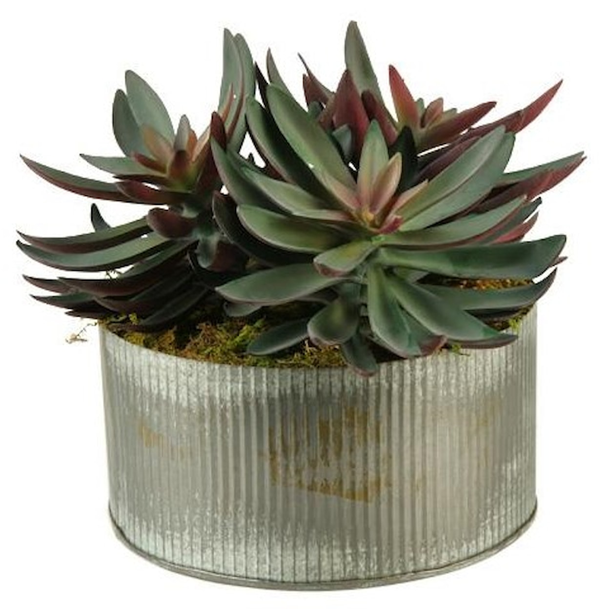 D&W Silks Succulents Frosted Green Echeveria