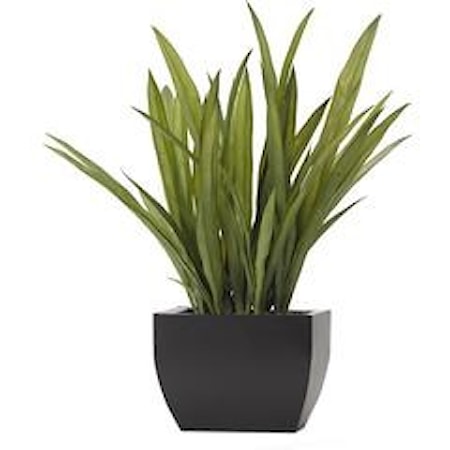 Tall Orchid Foliage in Planter