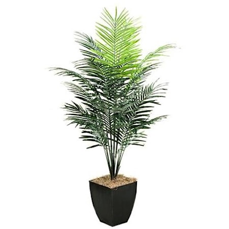 7' Dwarf Areca Palm Tree