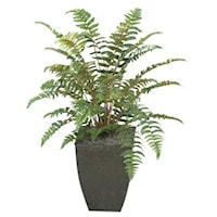 3' Leather Fern Plant in Square Metal Planter