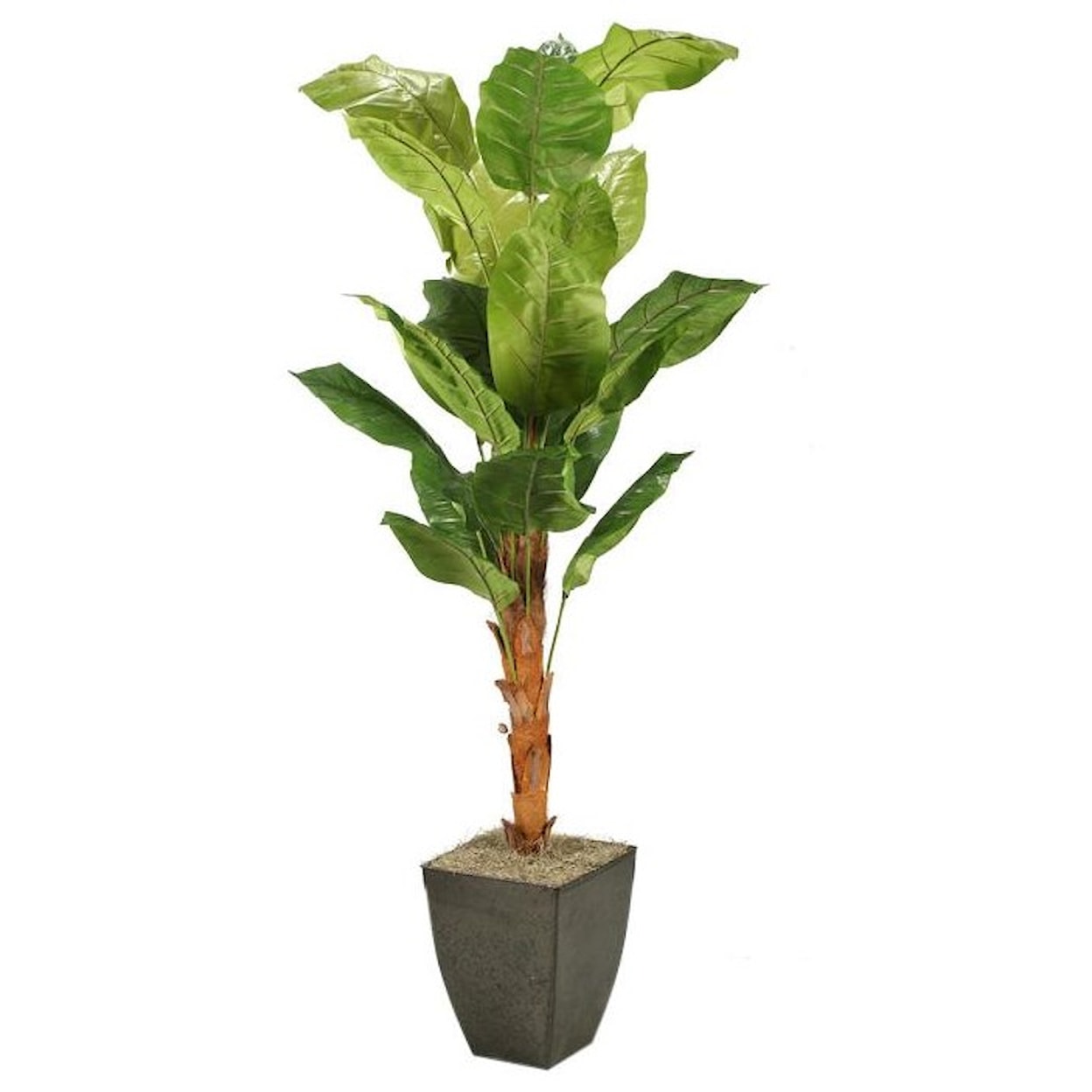 D&W Silks Artificial Trees 6.5' Spath Tree