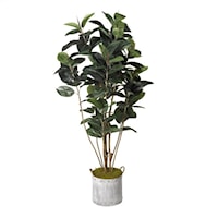 Rubber Tree in Round Tin Planter