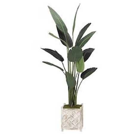 Traveller Palm Tree in Square Wooden Planter
