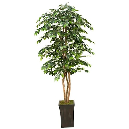 7' Sakaki Tree in Square Planter