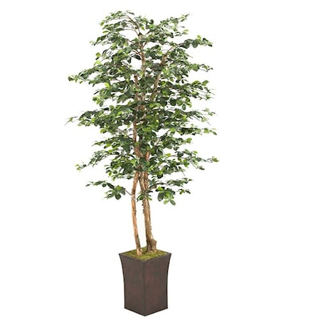 7' Black Olive Tree