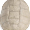 Regina-Andrew Design Sculptural Decor Turtle Shell