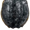 Regina-Andrew Design Sculptural Decor Turtle Shell