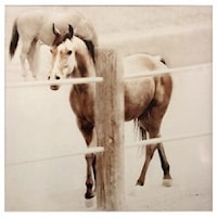 Square Canvas Print of Stallion