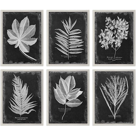 Foliage Framed Prints, Set of 6
